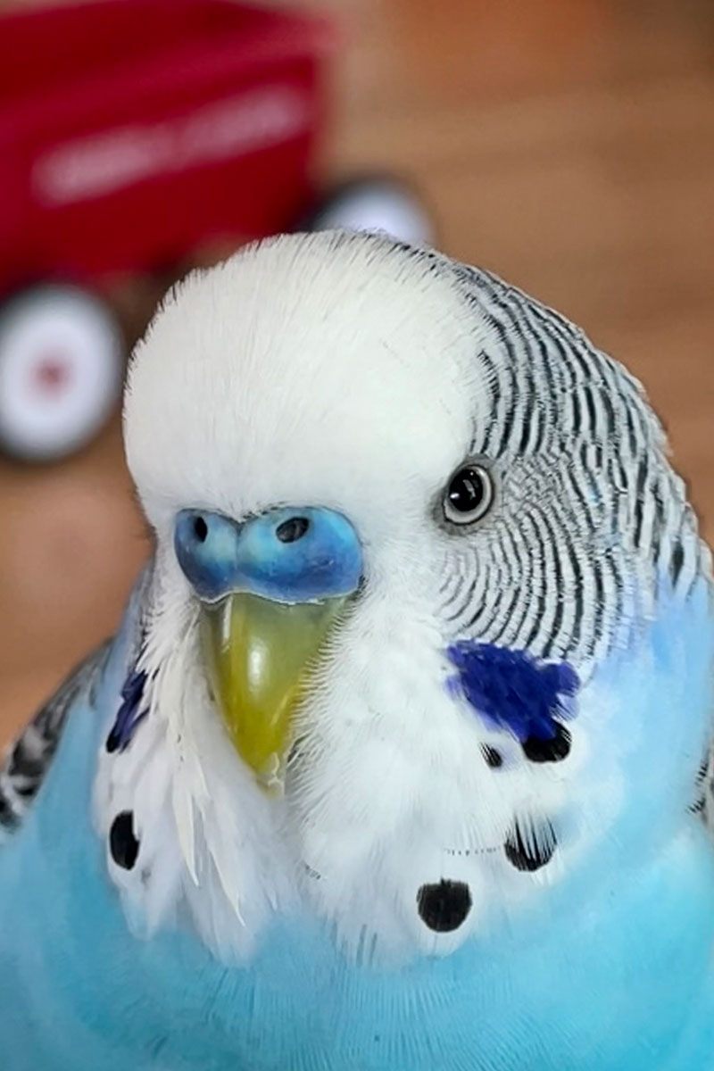 A blue budgerigar parakeet poses for the camera.