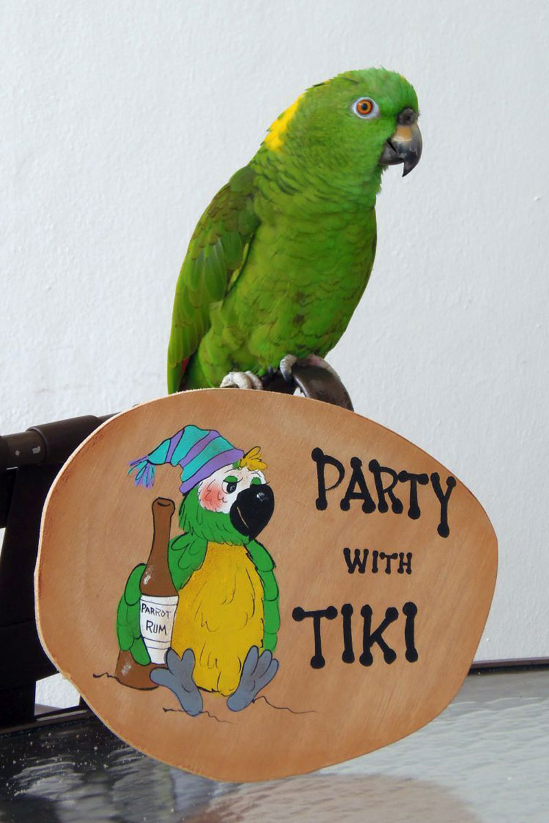 A yellow-naped amazon perches atop a painted wooden sign reading 'Party with Tiki'
