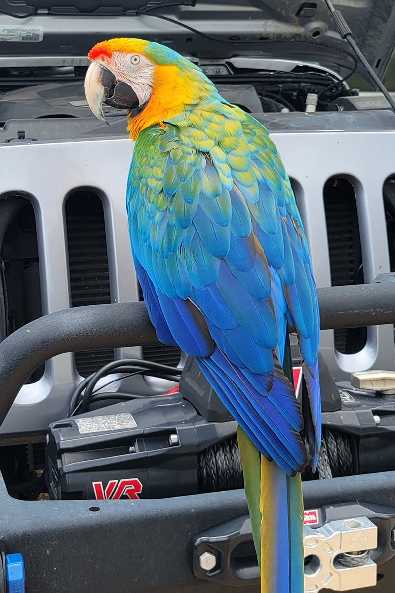 A colorful macaw perches atop the winching bumper of a Jeep